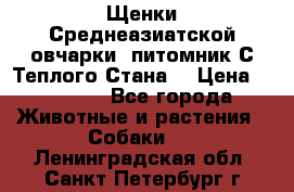 Щенки Среднеазиатской овчарки (питомник С Теплого Стана) › Цена ­ 20 000 - Все города Животные и растения » Собаки   . Ленинградская обл.,Санкт-Петербург г.